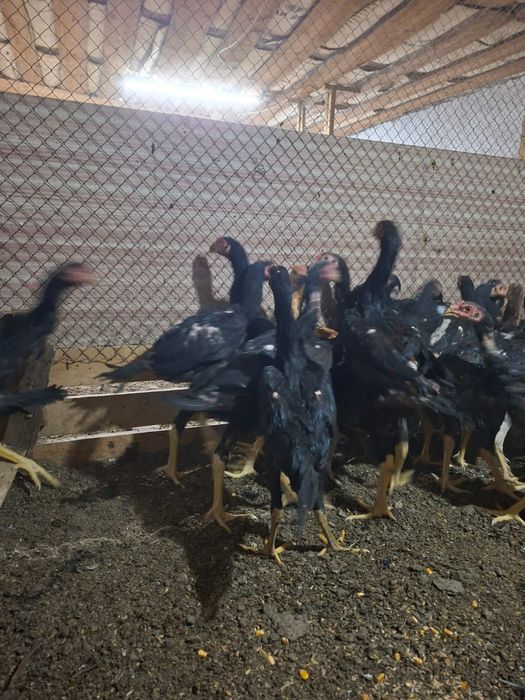 Продам цыплят даканов