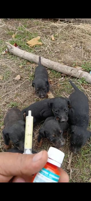 Ягдтерьер кушиктери шенки