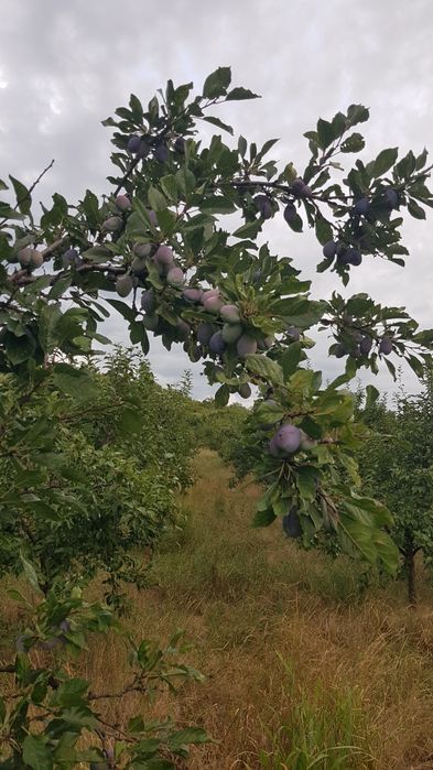 Fructe de sezon, prune, pere