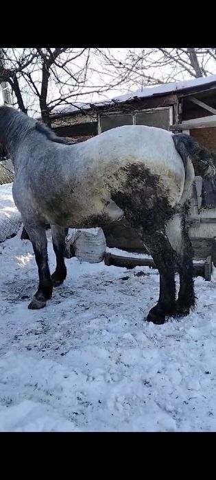 Vând mânză grea blândă trage bine garantată preț 135 negociabil