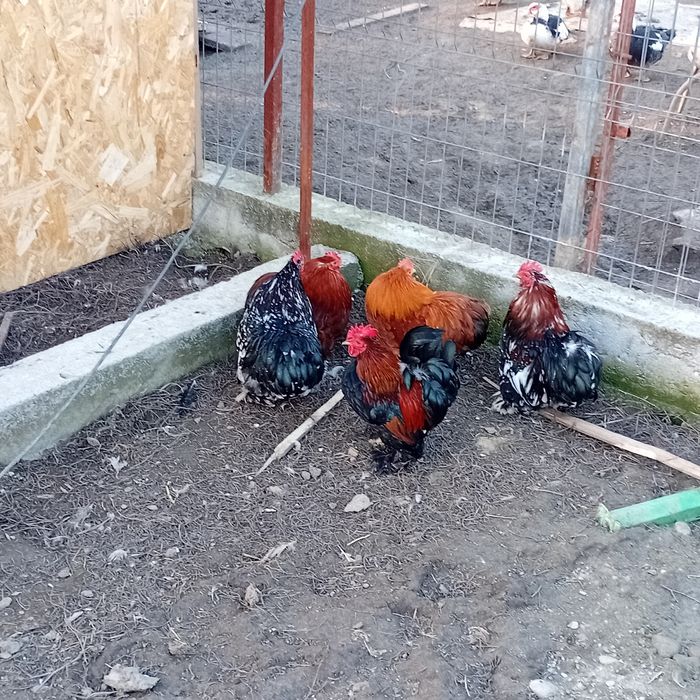 Vând cocoşi conchinchina pitici