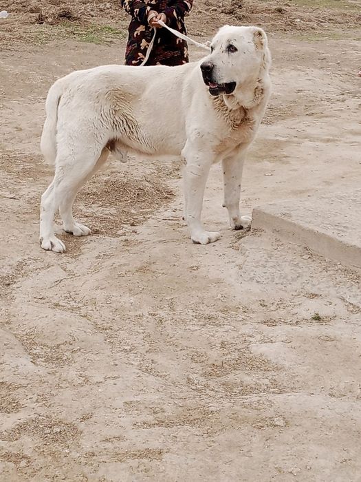 Alabay Oqtosh vesi 66 kg  yoshi 4 yosh urushqoq