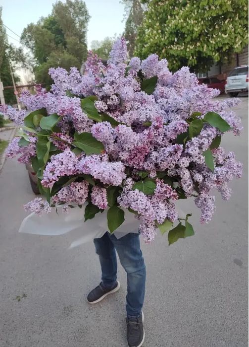 Букеты сирени свежие