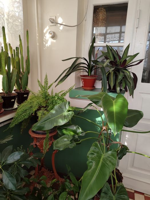 Цветы для дома и офисов.