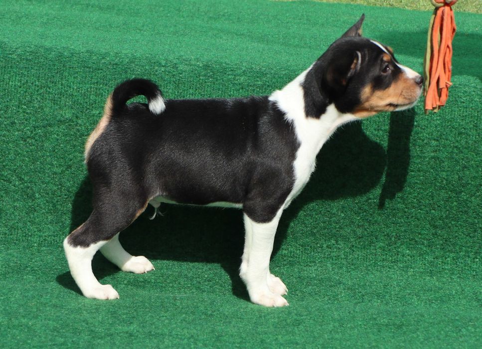 Basenji deosebit cu pedigree