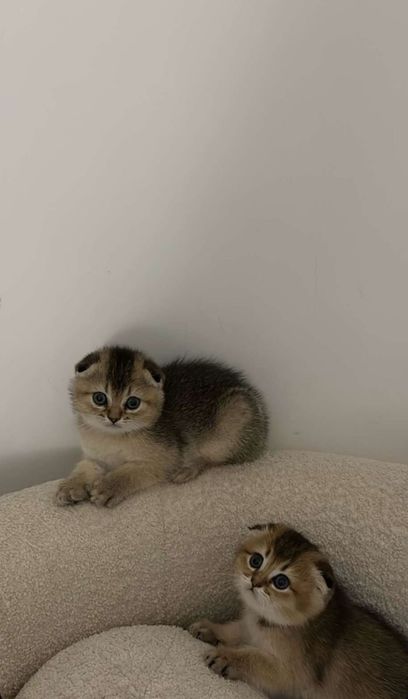 Котенок Шиншилла