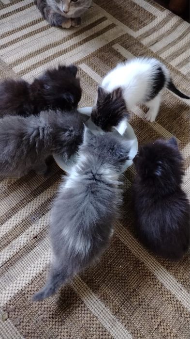 Котята ищут дом.