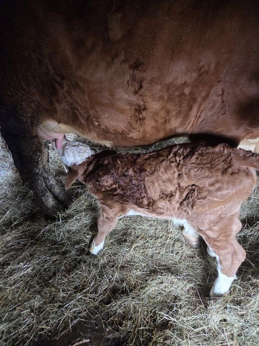 Vând vitea rasa baltată