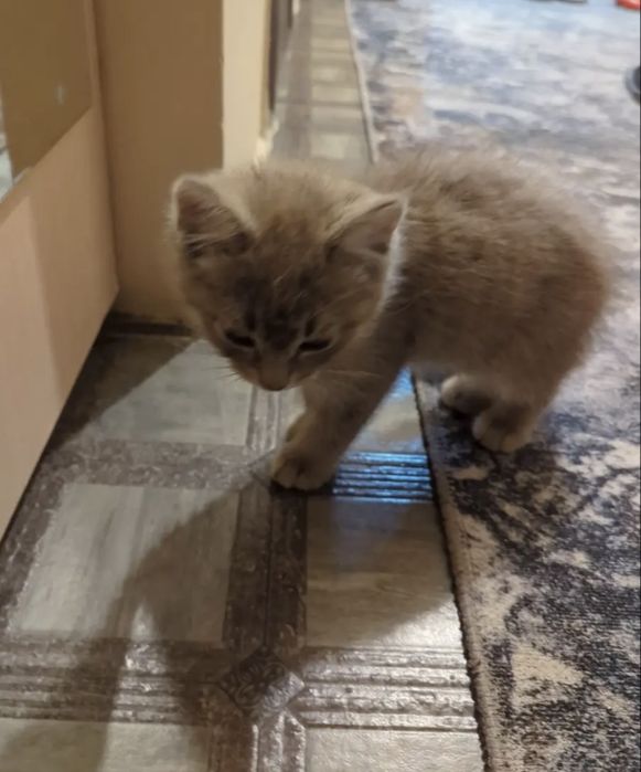 Маленький котик ищет дом
