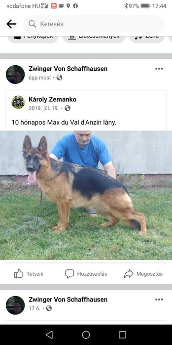 Femelă Ciobănesc German 9 luni