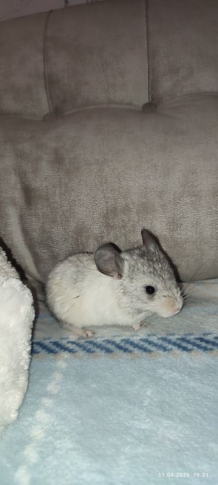 Продам шиншиллят 1.5 месяца