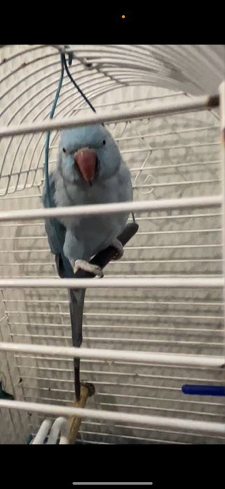 Ожереловый попугай .