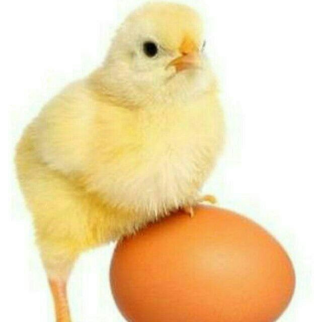 Joʻja germaniskiy sendi