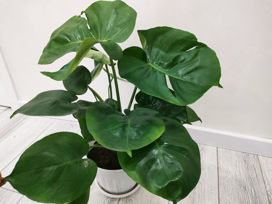 Комнатные цветы, доставка