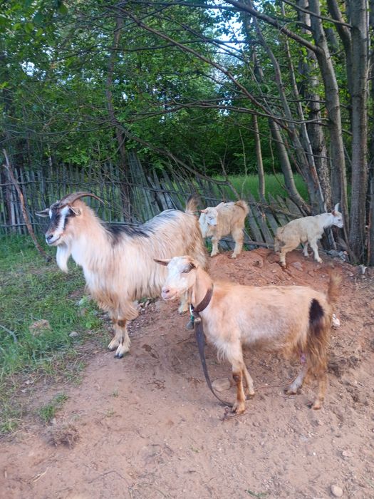 Capre  de lapte  tapi de monta  iezi  de vânzare preturi fff bune