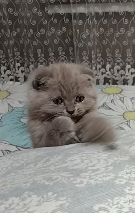 Лиловая, вислоухая, с документами.