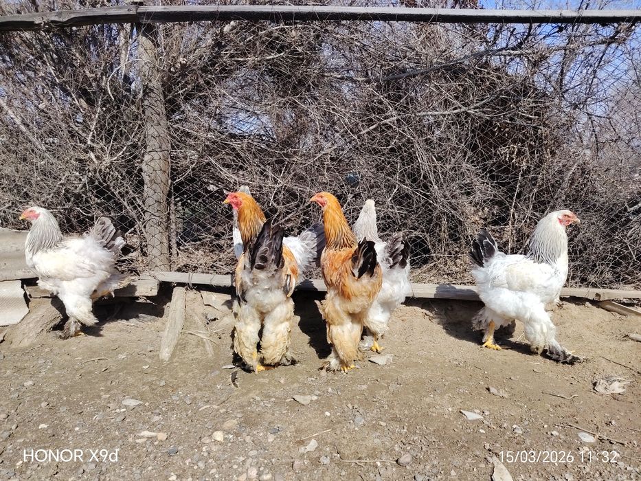 Продам Брамы Петухи.