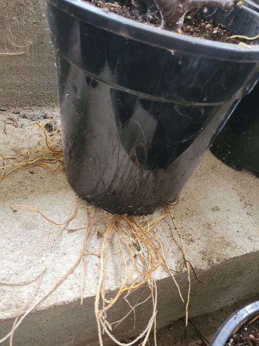 Smochin Verde de munte