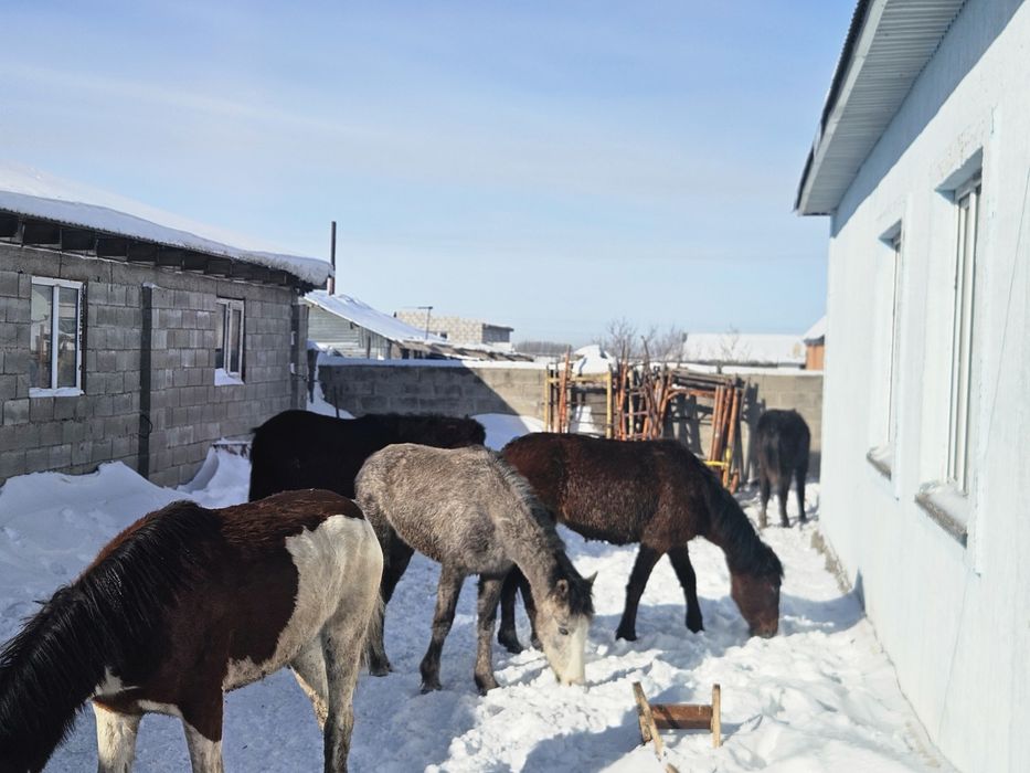 Төрт құнан, бір дөнен сатамын  Күйлері жақсы