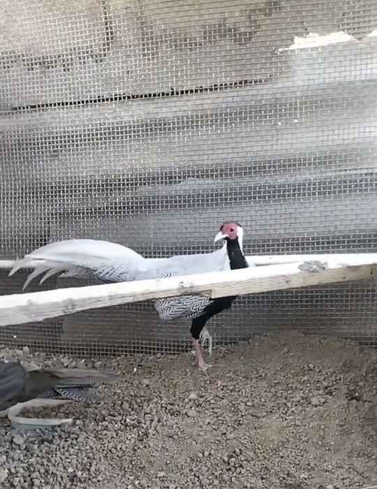 Продаются серебро фазаны!