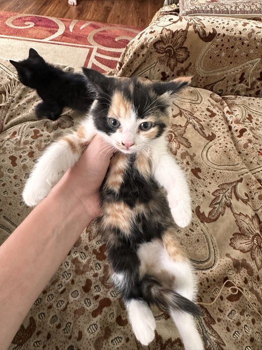Отдам котят в хорошие руки