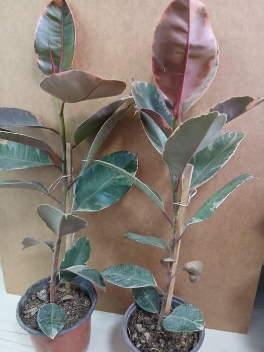 Фикус розовый эластик 80см