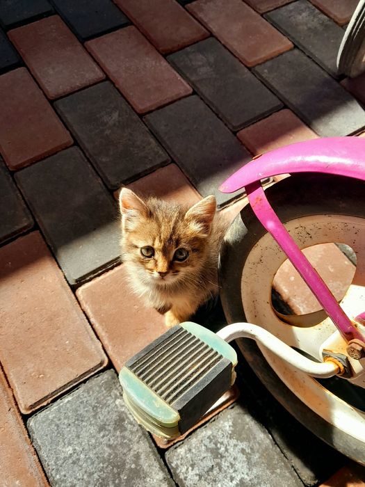 Отдам котёнка в хорошие руки
