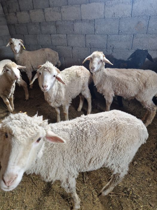Продам баранов, токты