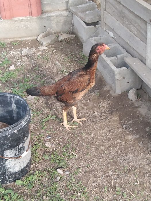 Дакан тауық мекен