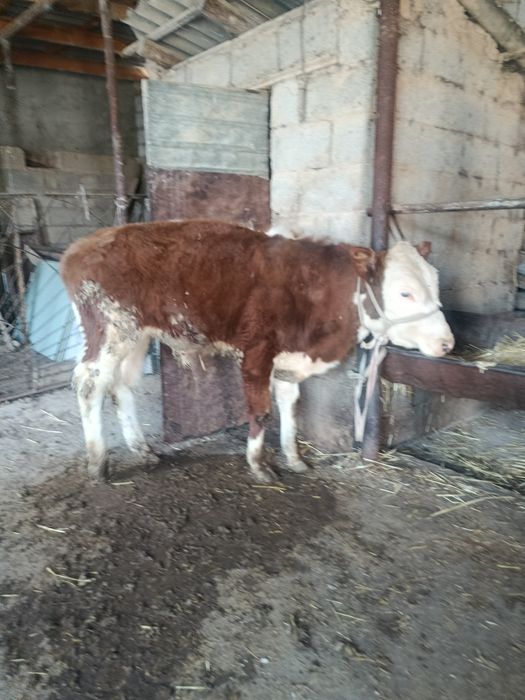 Еркек буқа сатылады