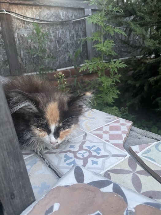 Отдам маленького котенка