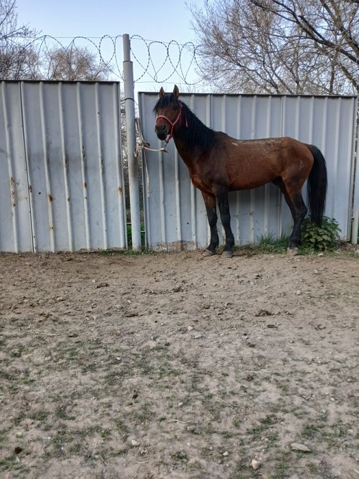 Айғыр сатылды ,Продам жеребца