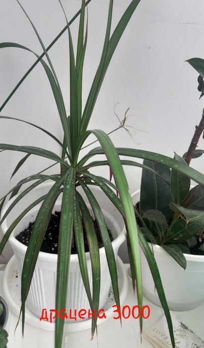 Комнатные растения