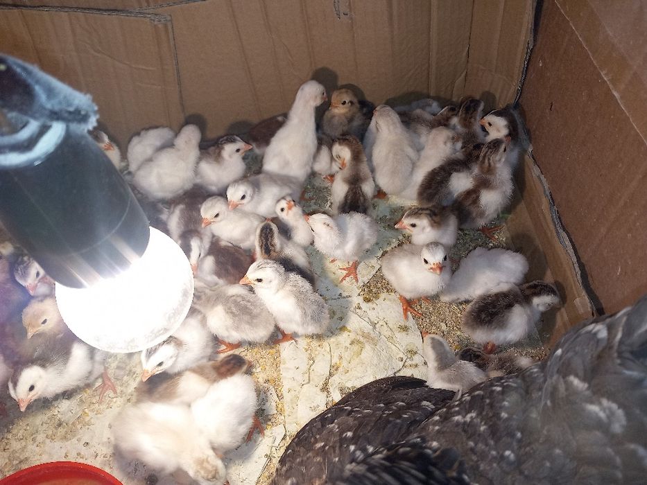 Pui de găină moțați, marans și  bibilici colorate