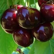 Cires canadian fruct mare