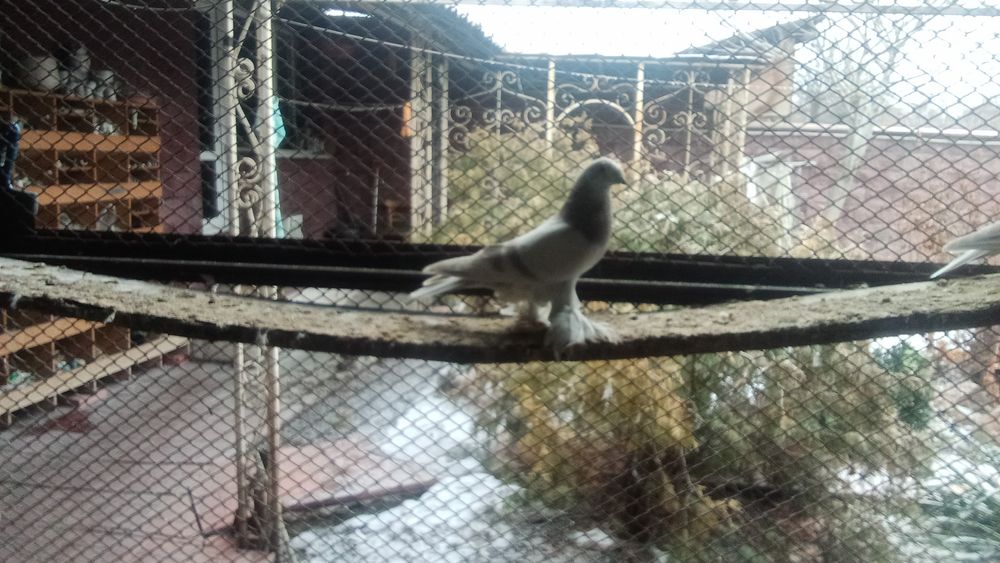 Голуби такла продам