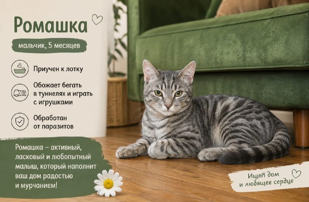 Котята бесплатно