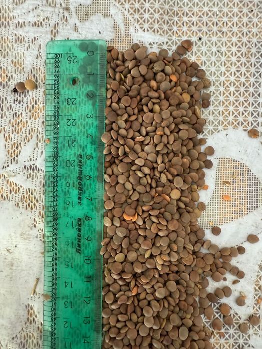 Подсолнух, чечевица красная от ТОО