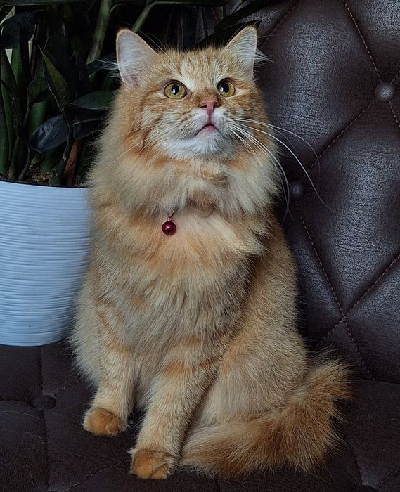 Подари Венди семью