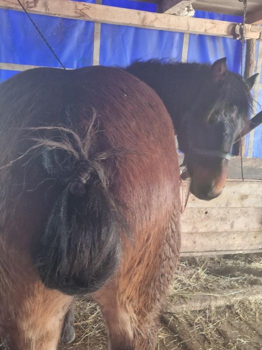 Mănz de vânzare cu pașaport