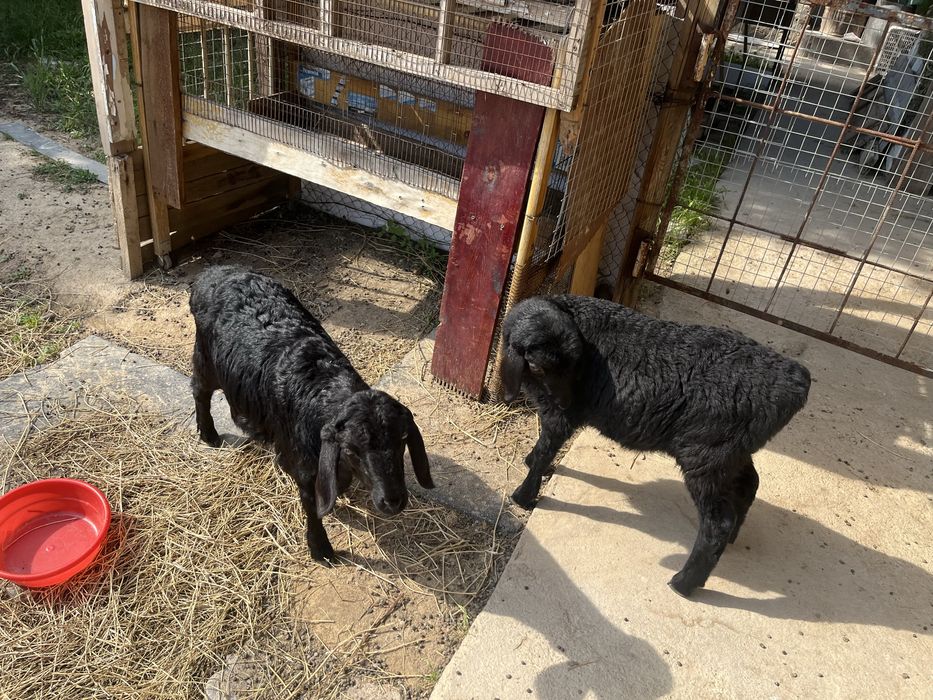 Ягнята девочки.