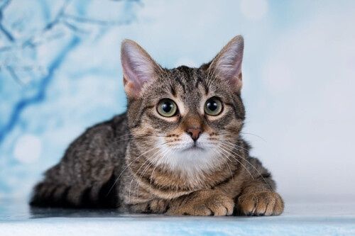 Домашная Котенок продаю