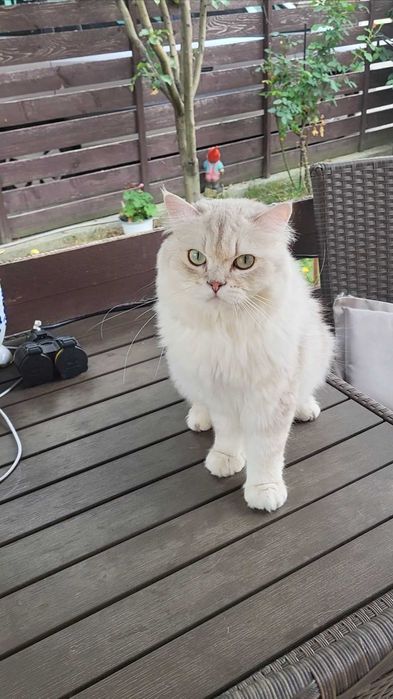 British longhair enervant de lipicios cu pedigree