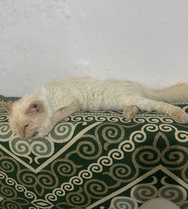 Продаётся красивый светлый кот