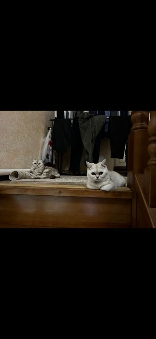 Котёнок скотиш страйт