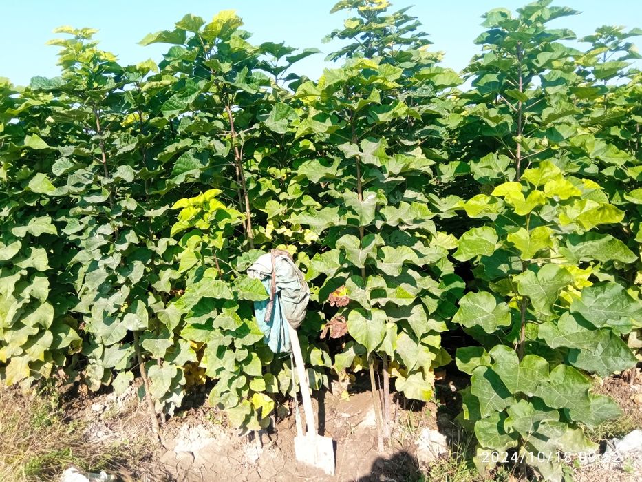 Декоративные каталпа кочатлар