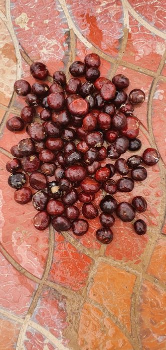 Каштан, дуб (эман) уруғлари бор.  Стратификация қилинган. Экишга тайёр