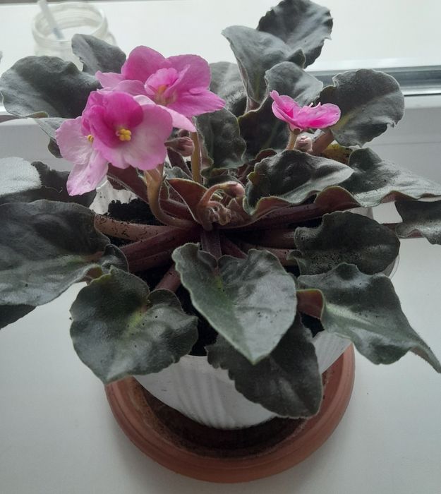 Фиалки в горшочках