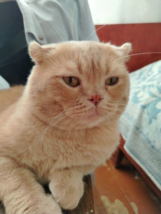 Котята Скоттиш фолд