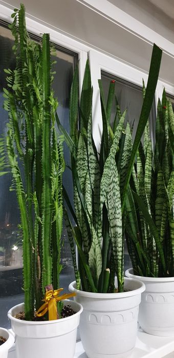 Дом цветы/ срочно